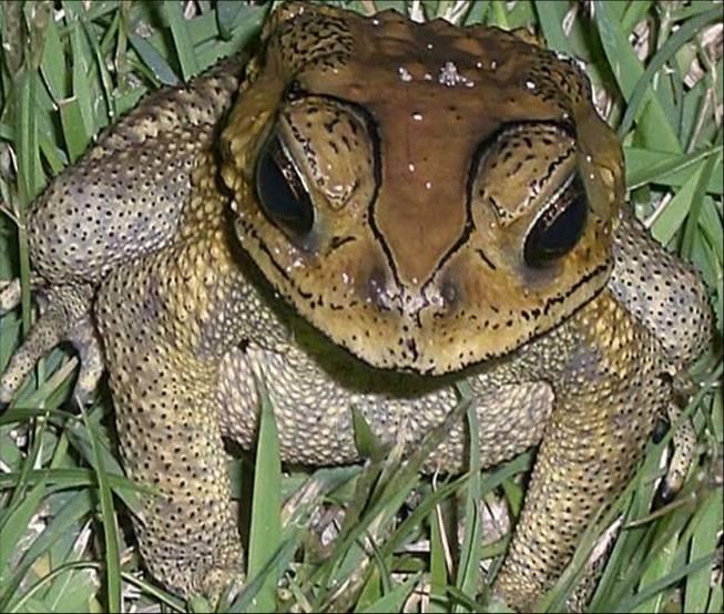 Bufo melanostictus (Duttaphrynus melanostictus) 00.jpg